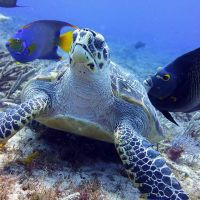 Turtle and fish - Cozumel Top Diving Destination Tour