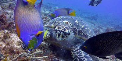 Sea turtle and colorful fish - Cozumel Top Diving Destination