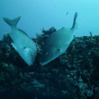 Boat wreck diving fish- Puerto Morelos, Riviera Maya, Mexico