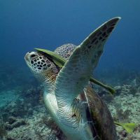 Akumal turtles - Blue Experience Diving
