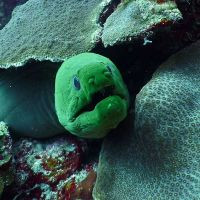 Green eel - Diving in the Riviera Maya