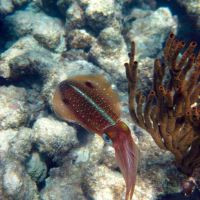 Ocean Diving in Akumal and Discovering a Squid