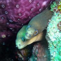 Ocean Diving, Eel into Rock - Akumal - Tour