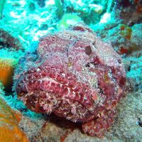 Spotted Scorpionfish in coral reef - Diving Akumal