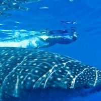 Man swimming with Whale Shark in Riviera Maya, Mexico