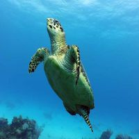 Turtle watching Riviera Maya Diving