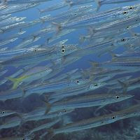 Ocean Diving & Sea Fish in Riviera Maya