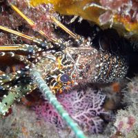 Ocean Diving - Finding Shrimp on Rock