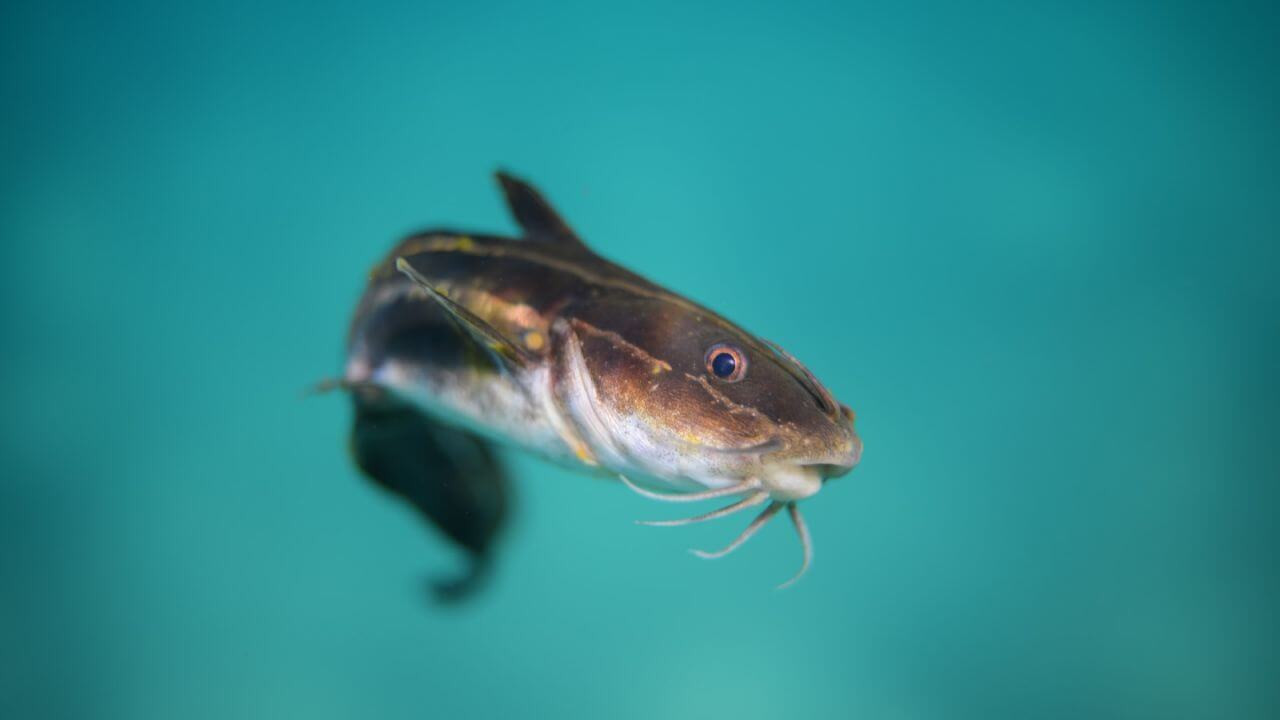 marine-life-020-catfish.jpg