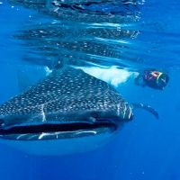 Girl and Whale Shark - Blue Experience Diving