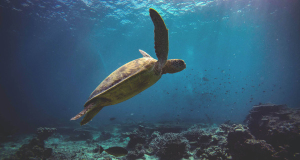 World Turtle Day + International Day for Biological Diversity