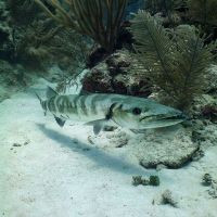 Barracuda found diving in the Riviera Maya