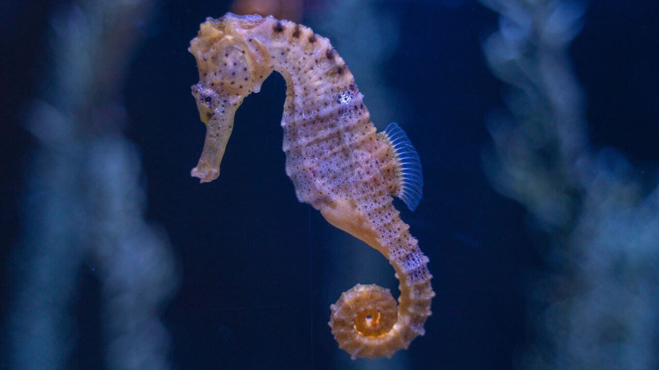 marine-life-005-seahorse.jpg