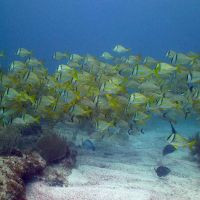 Yellow fish diving - Puerto Morelos, Riviera Maya, Mexico
