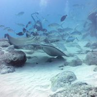Ray and fish - Diving Tour - Playa del Carmen, Mexico