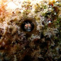 Sea eel hidden in coral - Ocean Diving