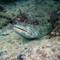 Ocean Diving -  Riviera Maya - Eel on coral rock