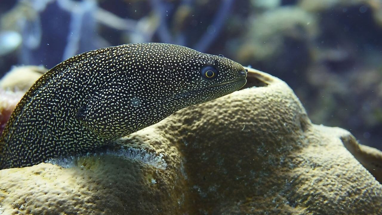 marine-life-011-eel.jpg