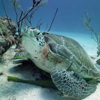 Turtle watching Riviera Maya Diving