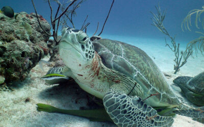 Blog 18 The Impressive Marine Life of the Riviera Maya