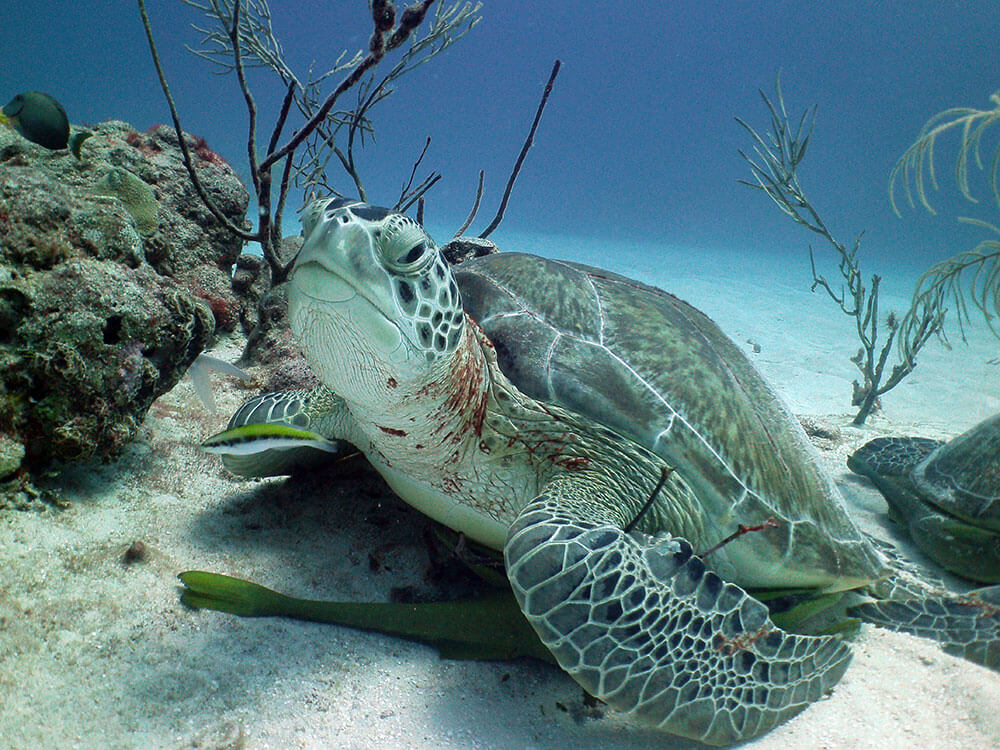Blog 18 The Impressive Marine Life of the Riviera Maya