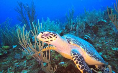 Blog 22 Best hidden diving secret in Mexico?