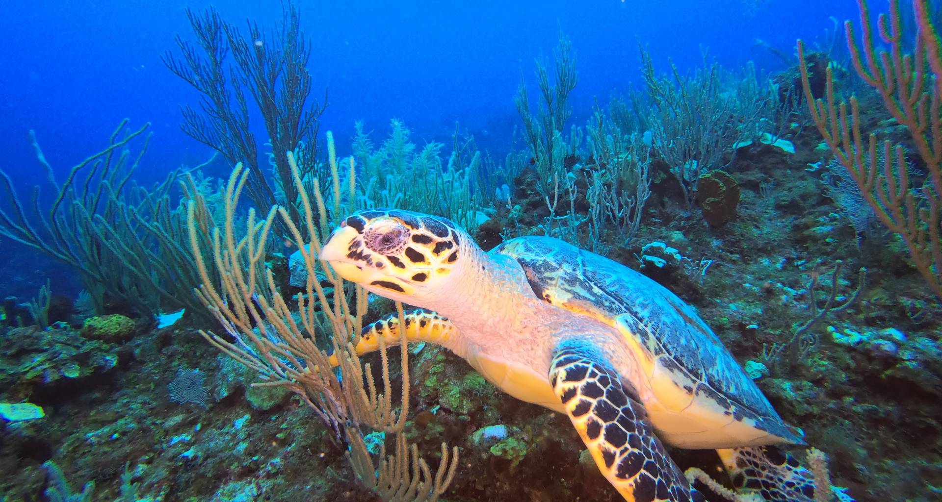 Blog 22 Best hidden diving secret in Mexico?