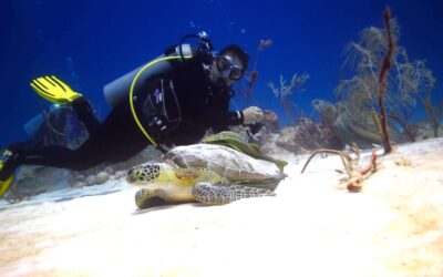 Blog 16 Best seasons to dive in the Riviera Maya