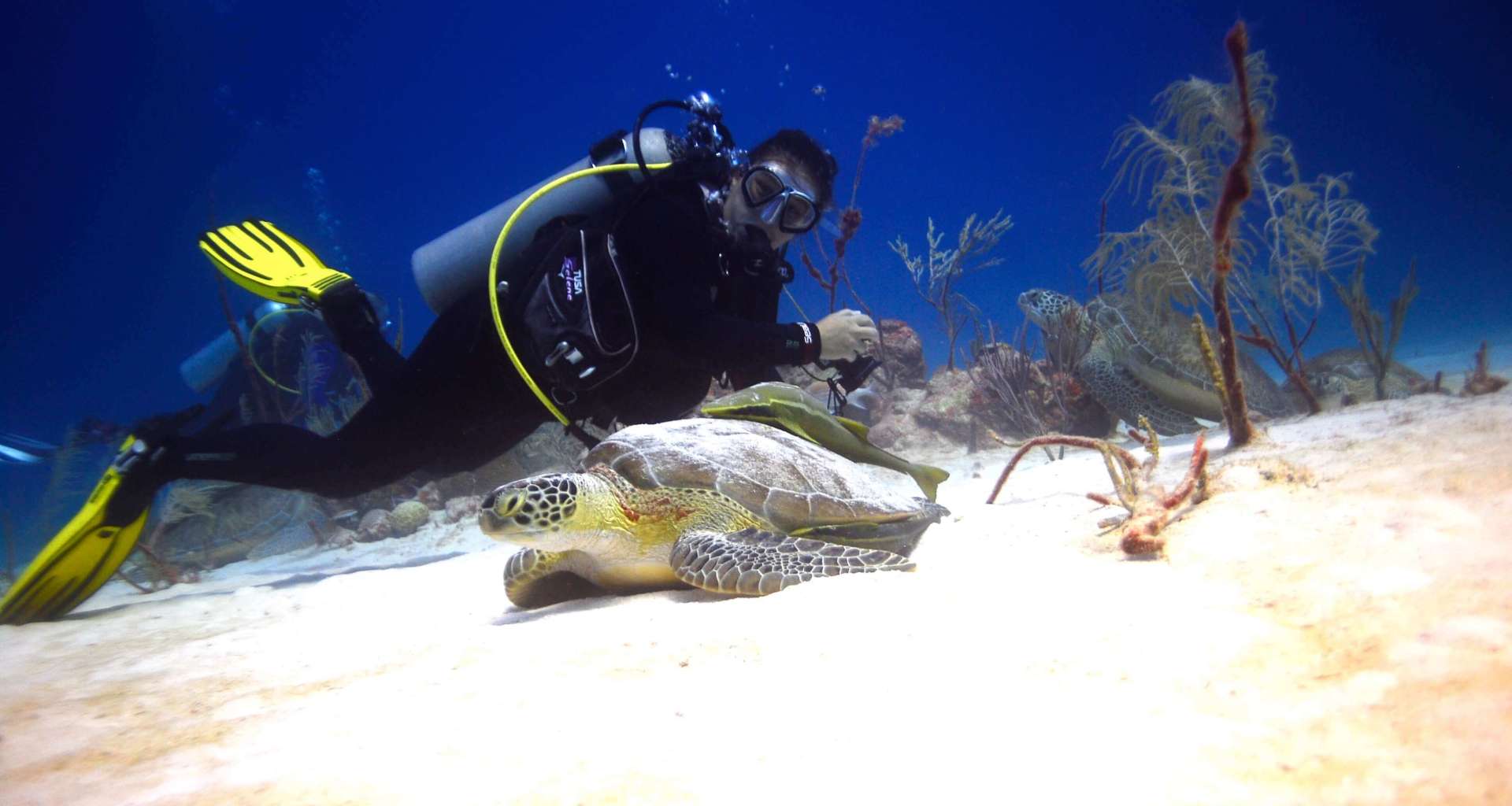 Blog 16 Best seasons to dive in the Riviera Maya