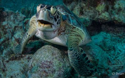Blog 11 Ready to dive into the Riviera Maya? Here are 10 reasons why you should!