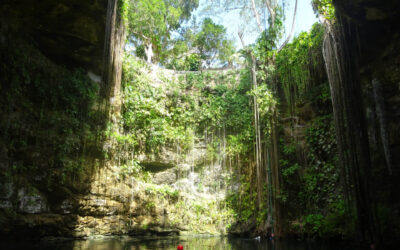 Blog 4 World Rainforest Day