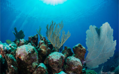 Blog 6 World Reef Day