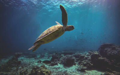 Blog 7 World Turtle Day + International Day for Biological Diversity