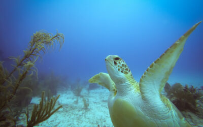 Blog 8 Endangered Species Day