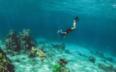 Blog 13 Scuba Diving vs. Snorkeling