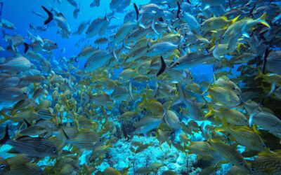 Blog 15 Unique marine life in the Riviera Maya to witness in 2023