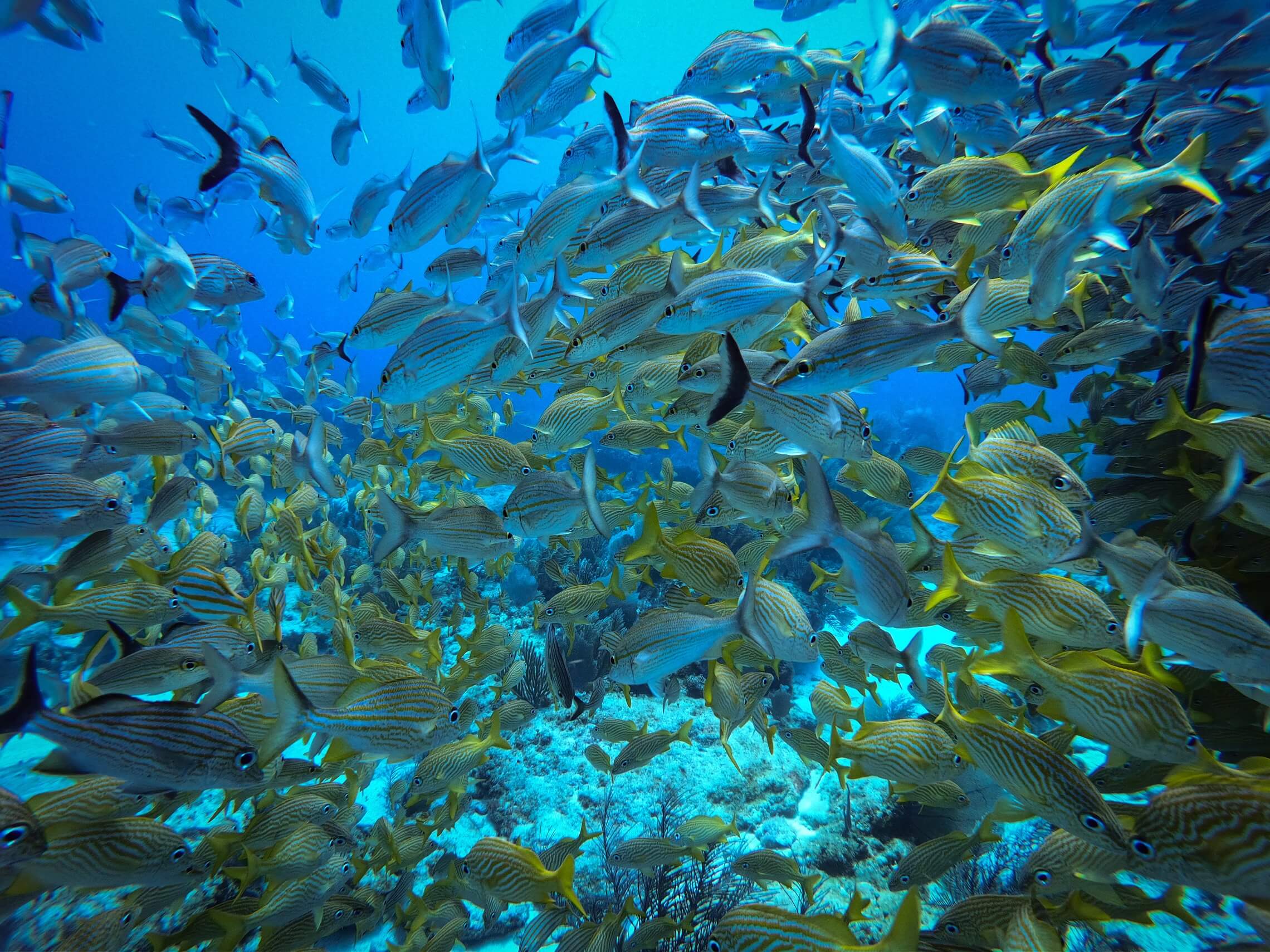 Blog 15 Unique marine life in the Riviera Maya to witness in 2023