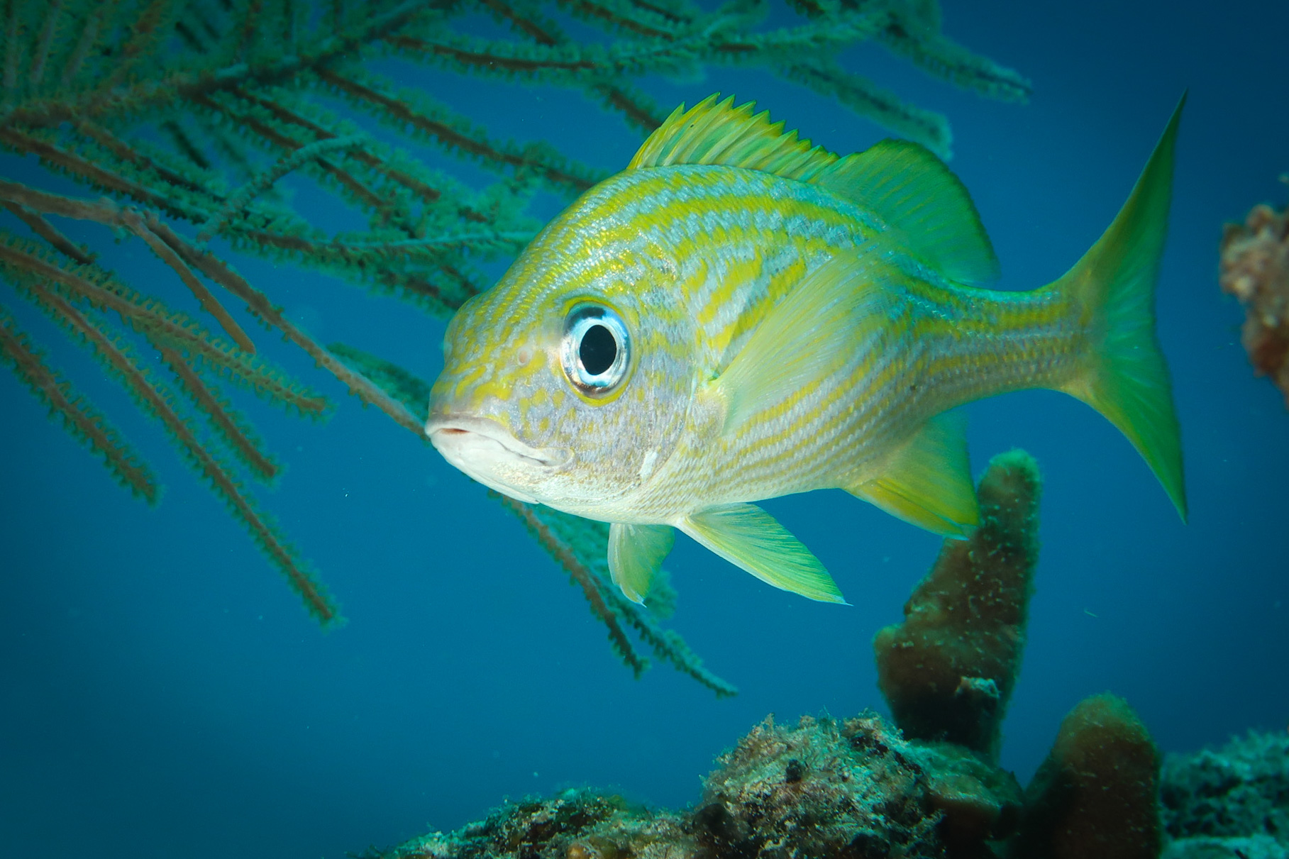 Plongeé en mer 12 ocean diving fish