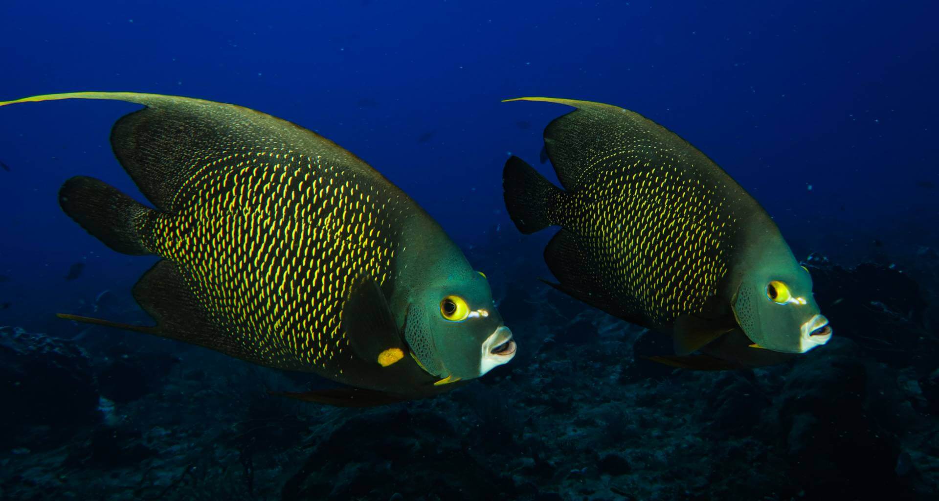 Plongeé en mer 15 ocean diving slider big fish 1